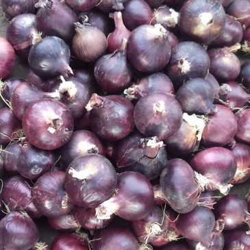 Red Onion