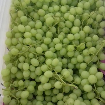 White Grapes