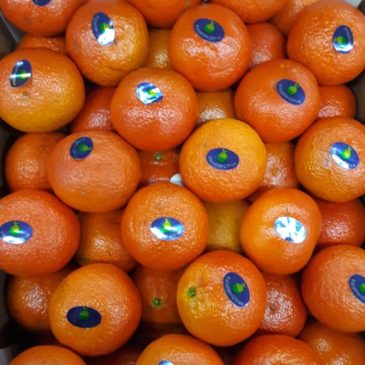 Early Mandarin